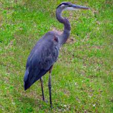 Ardea herodias (Great blue heron)