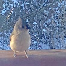 Baeolophus bicolor (Tufted titmouse)