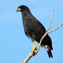 Buteogallus urubitinga (Great black hawk)