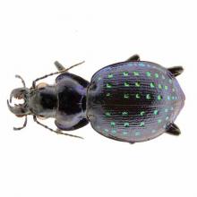 Calosoma fischeri (Fischer's caterpillar hunter) male