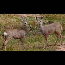 Capreolus capreolus (Roe Deer) male and female