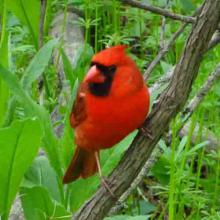 Cardinalis cardinalis (Northern cardinal) male