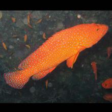 Cephalopholis miniata (Bluespot rockcod)