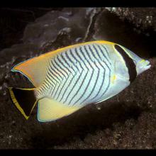 Chaetodon trifascialis (Chevroned coralfish)