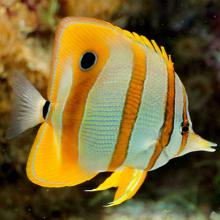 Chelmon rostratus (Beaked coralfish)