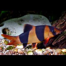 Chromobotia macracanthus (Clown loach)