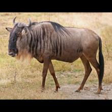 Connochaetes taurinus (Blue wildebeest)