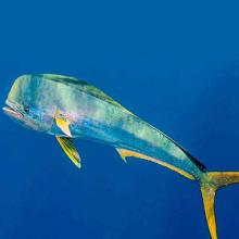 Coryphaena hippurus (Mahi mahi)