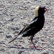 Dolichonyx oryzivorus (Bobolink)