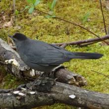 Dumetella carolinensis (Gray catbird)