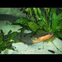 Electrophorus electricus (Electric eel)