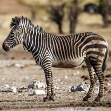 Equus zebra (Mountain zebra)