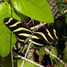 Heliconius charithonia (Zebra heliconian)