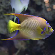 Holacanthus ciliaris (Queen angelfish)