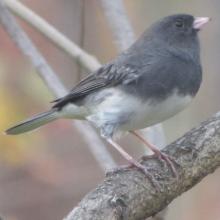 Junco hyemalis (Dark-eyed junco)