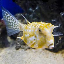 Lactoria cornuta (Longhorn cowfish)