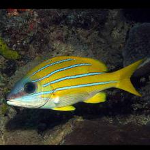 Lutjanus kasmira (Comon bluestripe)
