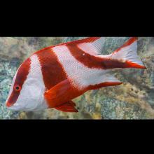 Lutjanus sebae (Emperor red snapper)