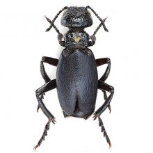 Meloe centripubens (Blister beetle)