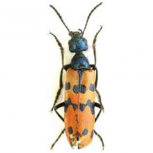 Mylabris mongolica (Northern blisterbeetle)