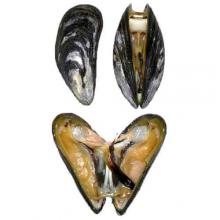 Mytilus edulis (Blue mussel)