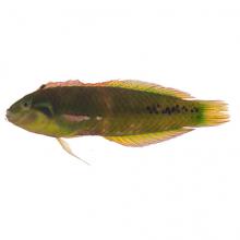 Novaculoides macrolepidotus (Seagrass wrasse)