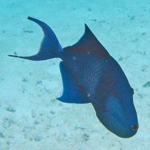 Odonus niger (Redtoothed triggerfish)
