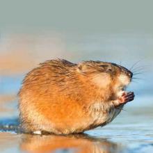 Ondatra zibethica (Muskrat)