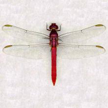 Orthemis ferruginea (Roseate skimmer) 