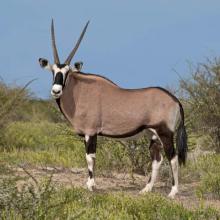 Oryx gazella (Gemsbok) male
