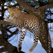 Panthera pardus (Leopard)