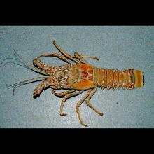 Panulirus argus (Caribbean spiny lobster)