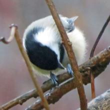 Poecile atricapillus (Black-capped chickadee)