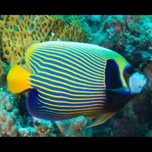 Pomacanthus imperator (Emperor angelfish) adult