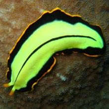 Pseudoceros dimidiatus (Divided flatworm)