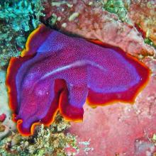 Pseudoceros ferrugineus (Fuchsia flatworm)