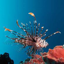 Pterois volitans (Lionfish)