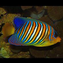 Pygoplites diacanthus (Imperial angelfish)