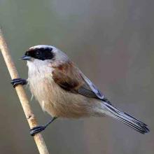 Remiz pendulinus (Eurasian penduline tit)