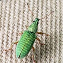 Rhaebus komarovi (Weevil)