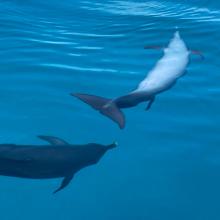 Stenella frontalis (Atlantic spotted dolphin)