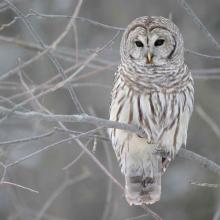 Strix varia (Barred owl) on a branch