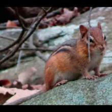 Tamias striatus (Chipmunk)