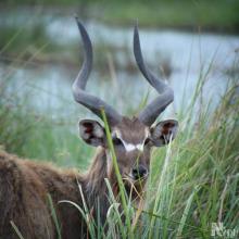 Tragelaphus spekii (Sitatunga) male