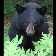 Ursus-americanus (American black bear)