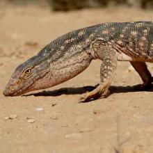 Varanus griseus (Desert monitor)