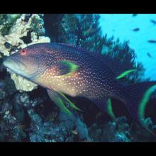 Variola louti (Yellow-edged lyretail)