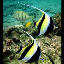 Zanclus cornutus (Moorish idol)