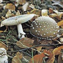 Amanita pantherina (Panther cap) cap and gills