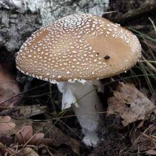 Amanita pantherina (Panther cap)